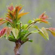 孕期白带发绿怎么治（怀孕了白带变绿色是什么原因）