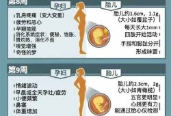 胎儿每周发育情况（胎儿每周发育情况和孕妇身体变化）