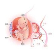 胎儿20周有多大（怀孕20周胎儿位置是在哪里了的啊？很想知道的）