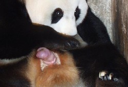 熊猫怀孕后的身体变化,熊猫胎儿为什么那么小
