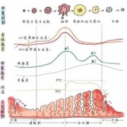 初期怀孕子宫内膜厚度多少正常,孕期子宫内膜厚度多少正常值