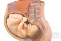 9个月肚子里宝宝老动,孕9个月胎儿图片