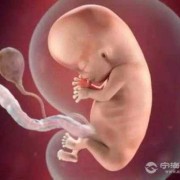 三月大胎儿（三月大胎儿有多大）