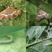 孕期白带发绿怎么治（怀孕了白带变绿色是什么原因）
