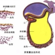 九周的孩子应该发育到什么阶段了,胎儿肝脏什么时候发育成熟