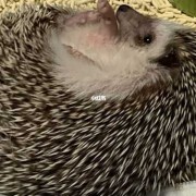 刺猬的孕期（刺猬的孕期有多长）