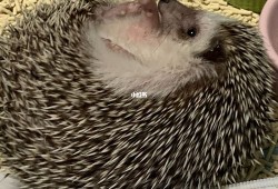 刺猬的孕期（刺猬的孕期有多长）