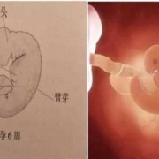 八周的胎儿有多大,胎儿八周有多大图片