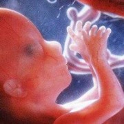 怀孕两个月胎儿发育情况（怀孕两个月胎儿发育情况图解）