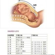 怎样评估胎儿体重（怎样评估胎儿体重准确）