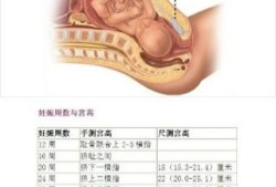 怎样评估胎儿体重（怎样评估胎儿体重准确）