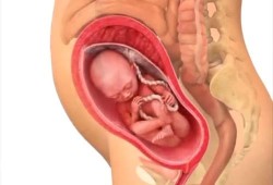 怀孕40天孩子能长成什么样子,怀孕40天胎儿有多大图片
