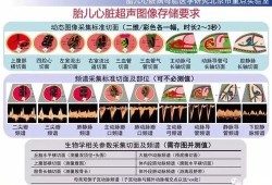 胎儿系统检查（胎儿系统检查了主要查什么）