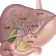 双胆囊是病吗,胎儿胆囊偏小是畸形吗严重吗