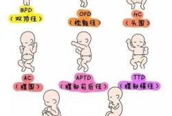 胎儿胎势（胎势是指）