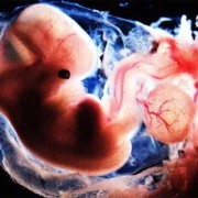 怀孕50天胎芽多大正常？大家有知道的吗,孕五十天胎儿图片