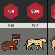 各种动物的孕期（各种动物的孕期时间）