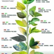 孕期缺磷（孕期缺磷）