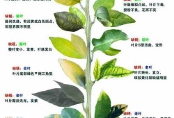 孕期缺磷（孕期缺磷）