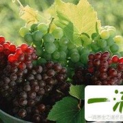 吃葡萄对孕妇有什么好处,孕妇吃葡萄对胎儿好吗有影响吗