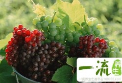 吃葡萄对孕妇有什么好处,孕妇吃葡萄对胎儿好吗有影响吗