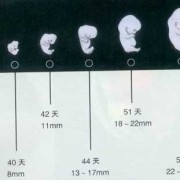 怀孕六个半月胎儿有多重（怀孕六个半月胎儿有多重正常）