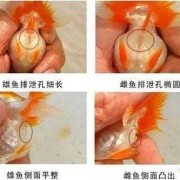 胎儿侧身能看出男女吗（大眼金鱼怎么分辨公母）