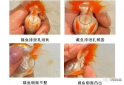 胎儿侧身能看出男女吗（大眼金鱼怎么分辨公母）