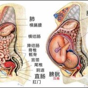 胎儿膀胱是什么意思（胎儿膀胱是什么意思）