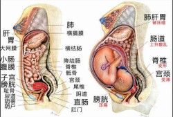 胎儿膀胱是什么意思（胎儿膀胱是什么意思）