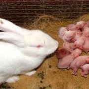 胎儿和婴儿（刚出生的小兔子，兔妈妈生下它们就死了。如何喂养小兔子）