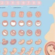 怀孕两月胎儿图片（2个月婴儿37度2怎么办？宝宝37.2度是低烧吗）
