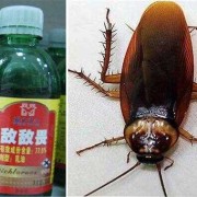 敌敌畏能消灭蟑螂吗,敌敌畏对胎儿的影响