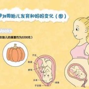 怀孕三十九天胎儿图（怀孕三十九天胎儿图片）