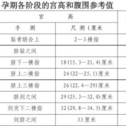 孕期子宫高度（孕期子宫高度对照表）