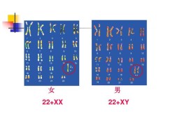 胎儿xy（xx和xy的区别）