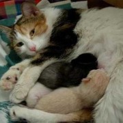 孕期接触猫（孕期接触猫）