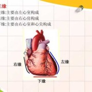 胎儿心尖朝左（心底由什么构成）