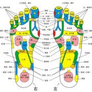 胎儿的经络（狮驼怎么吞噬宝宝）