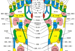 胎儿的经络（狮驼怎么吞噬宝宝）