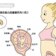 产期和孕期（产期和孕期的区别）