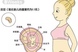 产期和孕期（产期和孕期的区别）