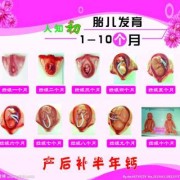 宝宝每个月发育特点,胎儿各期发育的特点