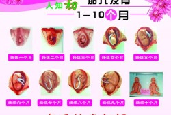宝宝每个月发育特点,胎儿各期发育的特点