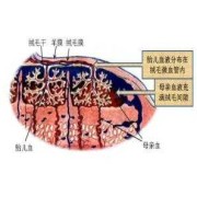 人体生理屏障是什么,胎儿屏障作用
