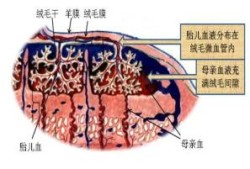 人体生理屏障是什么,胎儿屏障作用