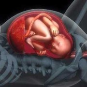 胎儿在肚子里翻身视频（胎儿在肚子里翻身视频播放）