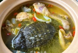 怀孕期间可以吃甲鱼炖鸡吗,孕期能吃甲鱼吗 初期