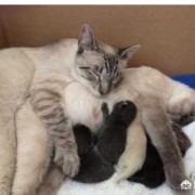 孕期接触猫（孕期接触猫）