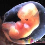 十周六天宝宝多大,怀孕十周胎儿成型了吗?